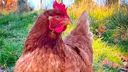 ADOPTION DE POULES – 300 pondeuses cherchent une nouvelle vie